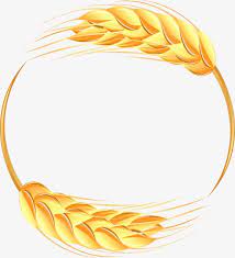 Beautiful Wheat Border Frame Vector Wheat Wheat Png Transparent Clipart Image And Psd File For Free Download Wheat Drawing Cute Pastel Wallpaper Flower Background Wallpaper