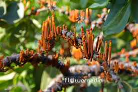 Image result for Phragmanthera usuiensis