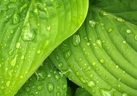 One of the bigger hosta varieties, 'great expectations' features chartreuse foliage with broad, soft unlike many hosta varieties, its colors become richer through the summer. Hosta Varieties List With Pics Plus Plant Care Tips Mymydiy Inspiring Diy Projects