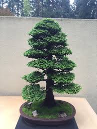 Maybe you would like to learn more about one of these? 30 Trends Ideas Hinoki Cypress Bonsai Forest Pink Wool