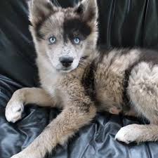 Black And White Pomsky With Blue Eyes Meet Dany A 9 Week Old Pomsky Pomeranian Husky Cross Who Enjoys Looking Adorable While Causing Trouble Cute Animals Puppies Animals
