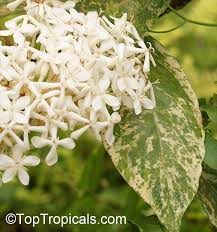 Image result for Ixora hartiana