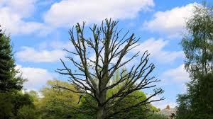 Water it once a week or so and make sure excess water drains out the bottom of the pot. What To Do When Your Tree Is Dying 6 Things You Need To Know Runamuk Acres Conservation Farm