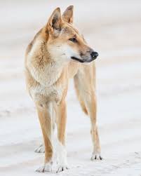 Australian Geographic On Instagram This Portrait Of A Dingo Canis Dingo On Fraser Island Queensland Was Captured By Adrian Wild Dogs Dingo Animals Wild