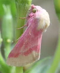 The rosy maple moth is a striking moth endemic to north america, and is known for its color patterns, and love for maple trees. Wclt Nature Notes 9 12 2014 Pink Moths