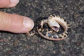 Where can you find hognose snakes in the world? Why Do Hognose Snakes Play Dead Reptiles Magazine