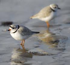 Birds Native To Virginia Beach Piping Plovers North Carolina Beaches Shorebirds Plover