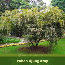 Harga dan ukuran atap zincalume. Ciri Ciri Pohon Ujung Atap Baeckea Frutescens Di Alam Liar Ciriciripohon Com