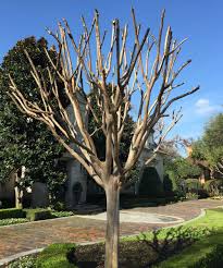 How to trim a crepe myrtle tree. Plants For Dallas Your Source For The Best Landscape Plant Information For The Dallas Ft Worth Metroplex Crape Myrtle