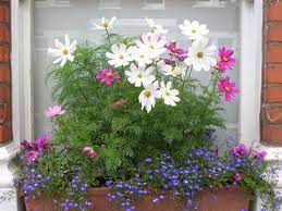 Taking A Stroll Window Boxes Container Flowers Cosmos Flowers Flower Window