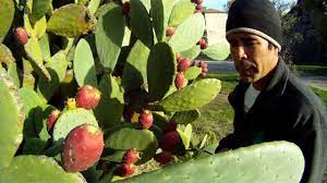 The plant's pads, also known as nopales, can be boiled and served in a salad or eaten as a vegetable to prepare fresh cactus leaf, scrape the spines off and peel back the skin to reveal the fleshy meat. How To Eat A Prickly Cactus Pear Youtube