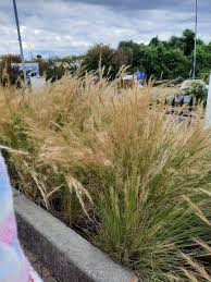 Image result for Vepris bachmannii