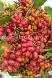 Image result for Uvaria tanzaniae