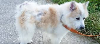 Image result for what do lice look like in dog fur