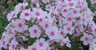 Phlox Paniculata Kirmeslandler Flammenblume Hoher Sommer Phlox Flammenblume Pflanzen Staudenbeet