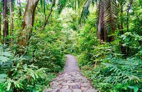 See more of windsor park on facebook. A Jungle Walk In The Macritchie Reservoir And Windsor Nature Park