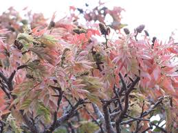 Image result for Brachystegia boehmii