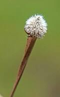 Image result for Eriocaulon buchananii