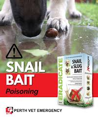 Image result for Metaldehyde Poisoning