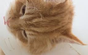 Your cat may be unusually quiet and reservedfor a day or two after her surgery. Kitten Vaccinations Greencross Vets