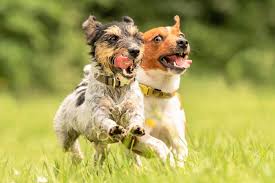 Although they are recognized in dog shows and on the street for their long, silky coats, we'll dig into their personalities and grooming needs. Long Haired Jack Russell Terrier A Complete Guide To The Rough Coat Jack Russell