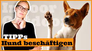 Wir sind ihre hundeschule bei ihnen zuhause. Hund Zu Hause Geistig Beschaftigen I Beschaftigungstipps Fur Den Hund I Indoor Und Outdoor Youtube