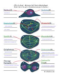 April 5, 2017 at 3:47 pm. What Is The Function Of Spindle Fibers In Cell Division
