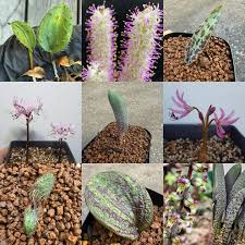 Image result for Ammocharis baumii