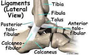 Maybe you would like to learn more about one of these? Anterior Talo Fibular Ligament Atfl Tear Ables American Board Of Lower Extremity Surgery