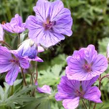 Image result for Geranium
