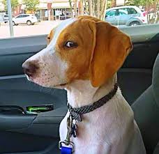 Dr Chris Brown - Has your pet ever given you the 'side... | Facebook