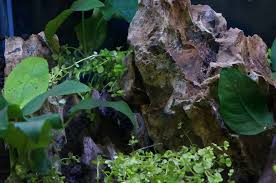 Best Plants For Betta Fish Almost Unkillable Plants Zenaquaria Plants Fish Plants Cool Plants