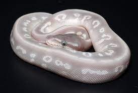 Awsome Purple Passion Ball Python Look At Her Eyes Ball Python Pet Ball Python Python Ideas