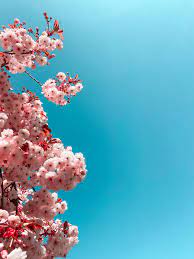 We hope you enjoy our growing collection of hd images to use as a background or home screen for please contact us if you want to publish a cherry blossom phone wallpaper on our site. Cherry Blossoms Iphonewallpapers
