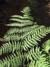 Image result for Pteridium aquilinum