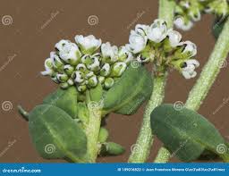 Image result for Corrigiola litoralis