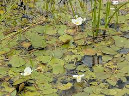 Image result for Hydrocharitaceae