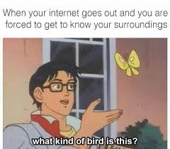 When Your Internet Goes Out And You Are Forced To Get To Know Your Surrounding What Kind Of Bird Is This Funny Text Quot Funny Quotes Funny Pictures Humor