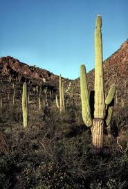Large, fleshy stems to store water. The Open Door Web Site The Ecosystem An Inter Acting Community Competition Between Organisms