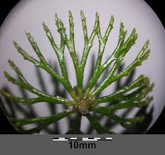 Image result for Ceratophyllum