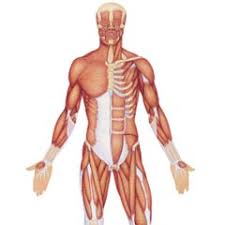 Resultado de imagen para cuerpo humano