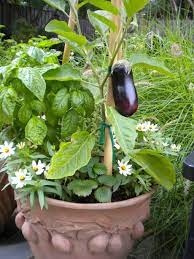 Gardenwise On Container Gardens Container Gardening Vegetables Container Vegetables Home Vegetable Garden
