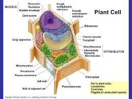 Maybe you would like to learn more about one of these? Cell Biology