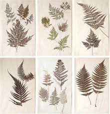 ✅ free shipping on many items! A Set Of Six 19th Century Pressed Ferns