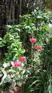 Check spelling or type a new query. Photo Of The Entire Plant Of Chinese Lanterns Hibiscus Schizopetalus Posted By Dyzzypyxxy Garden Org