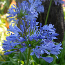 It is one of the best flowering cactus plants on the list! African Blue Lily Plant Agapanthus Africanus Buy Online