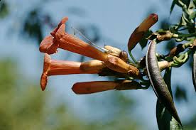 Image result for Bignoniaceae