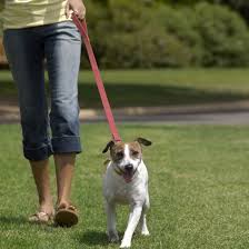 Some factors to keep in mind when deciding when or how many times to take your dog out: How Often Should I Walk My Dog Popsugar Pets