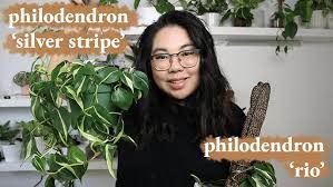 Collectors version of philodendron brazil. Philodendron Rio Vs Philodendron Silver Stripe Vs Philodendron Cream Splash The Difference Youtube