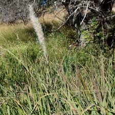 Image result for Acroceras macrum